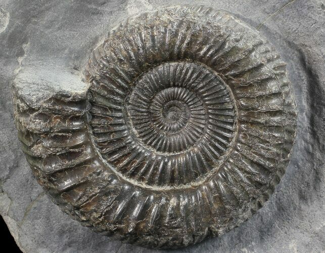 Dactylioceras Ammonite Stand Up - England #68140